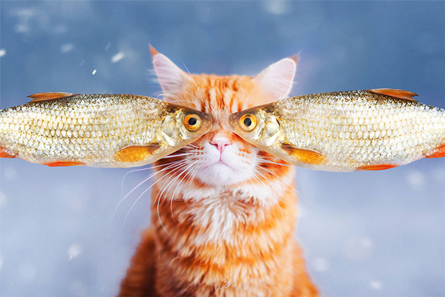 喵星人的奇幻世界Kristina Makeeva打造可爱猫咪摄影作品